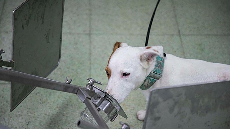 Los perros que huelen el cáncer: «Nunca sustituirá al médico, pero ayudará a priorizar los casos»