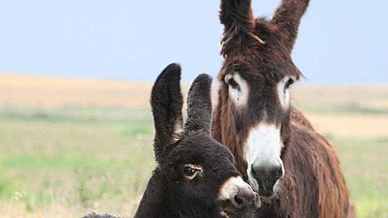 La Asociación Nacional de Criadores de la Raza Asnal Zamorano-Leonesa premiada por el Colegio de Veterinarios de Madrid