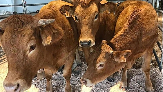El Concurso-Exposición de Ganado de Montaña de Puebla de Lillo cumple su XLVI edición