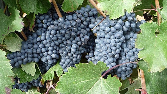 Dos uvas leonesas en los vinos de una Denominación de Origen de Valladolid