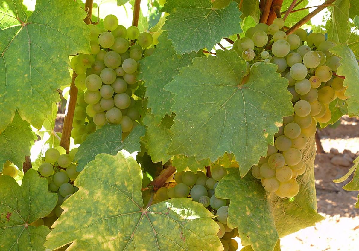 Uva albarín en un viñedo.