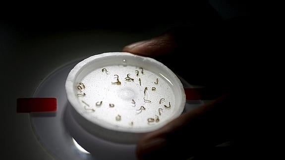 Un biólogo toma una muestra de agua con larvas de mosquitos Aedes aegypti.