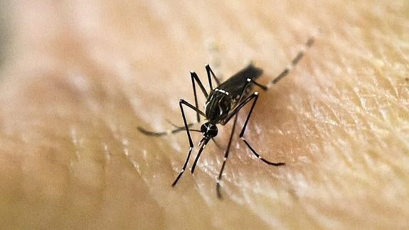 Detalle del Aedes Aegypti, el mosquito que transmite el Zika.