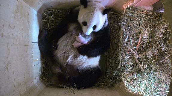 Los dos osos panda gemelos junto a su madre.