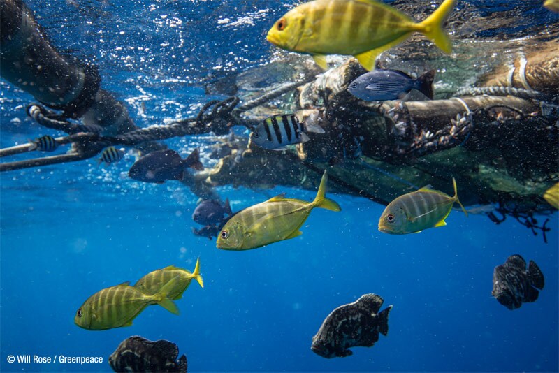 Los ecologistas advierten del aumento de plásticos para pescar pescado y marisco.