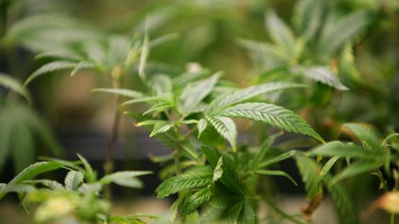 Plantas de marihuana.