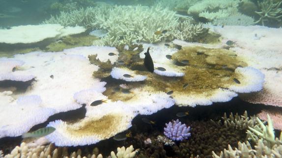 Blanqueamiento del coral en Australia.