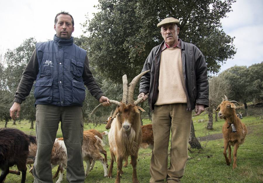 José Manuel Martín y José Manuel Martín hijo, crían cabras de cuatro cuernos en Villavieja de Yeltes, únicas en España. 