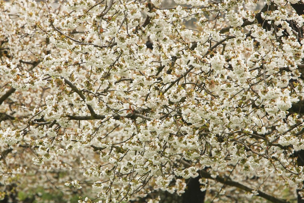 Imagen del 'Jerte berciano', en plena flor este lunes.