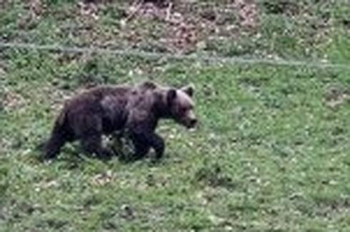 Oso adulto joven que se dejó ver por la zona allerana de Rioseco.