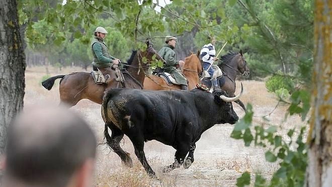 El último toro de la vega, Rompesuelas, seguido por los caballistas.