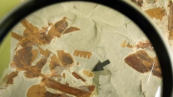 Detalle del fósil bajo la lupa, donde se aprecia la araña.