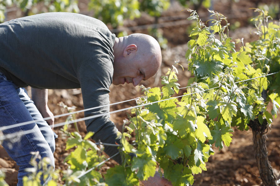 Nicolás Rey cuida una de sus cepas.