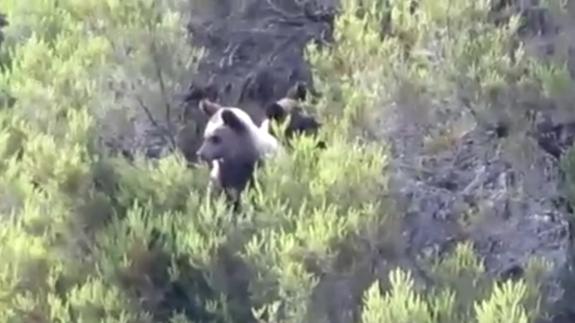 Imagen del oso a escasos metros de la localidad de Trascastro. 