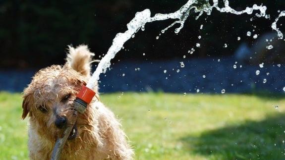 Un perro juega con el agua.