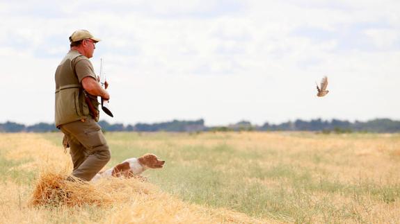 Cazador y su perro localizan una codorniz durante una jornzada de caza