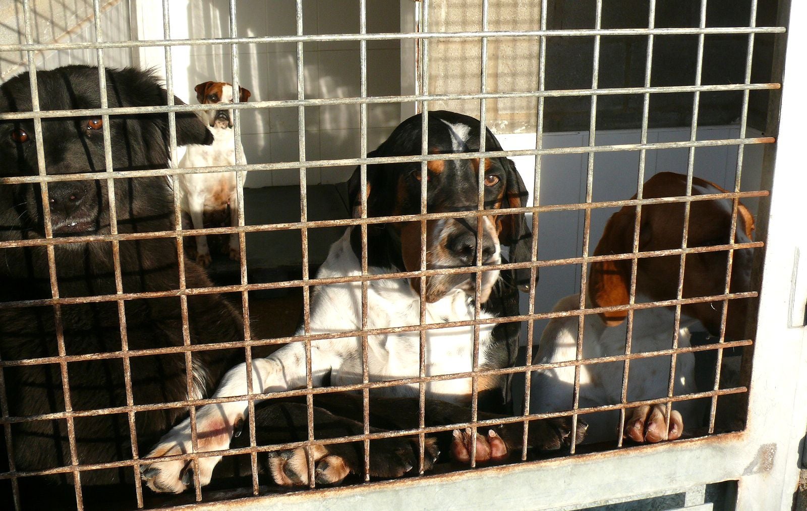 Imagen de perros abandonados en la Protectora de Animales de León.