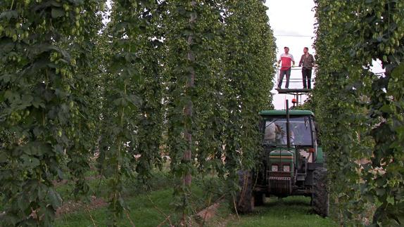 Trabajos de cosecha en una plantación de lúpulo.