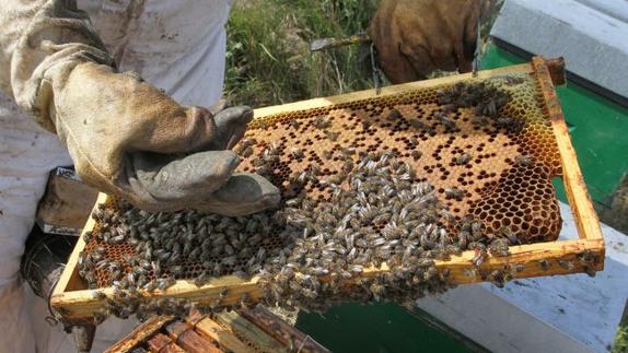 Un apicultor con sus abejas.