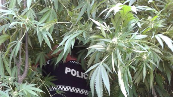 Un agente de la Policía Local, en la plantación de marihuana.