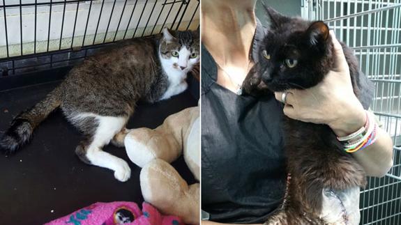 Dejan paralíticos a dos gatos con disparos de perdigones