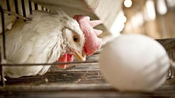 Una gallina junto a un huevo.