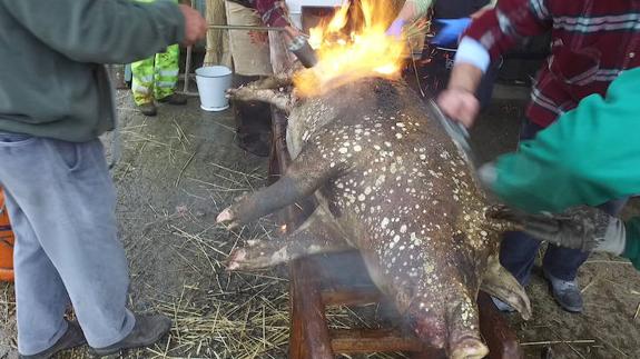 Tradicional matanza del cerdo en Puente Almuhey. 