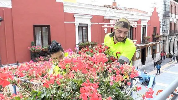 Operarios de Acciona retirando los maceteros.