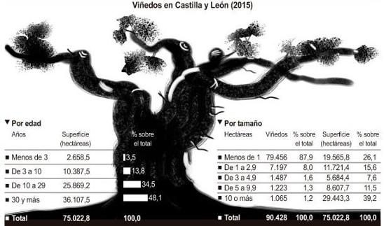 Vinos estructurados y con aromas intensos: Casi la mitad de las viñas de Castilla y León tienen 30 o más años