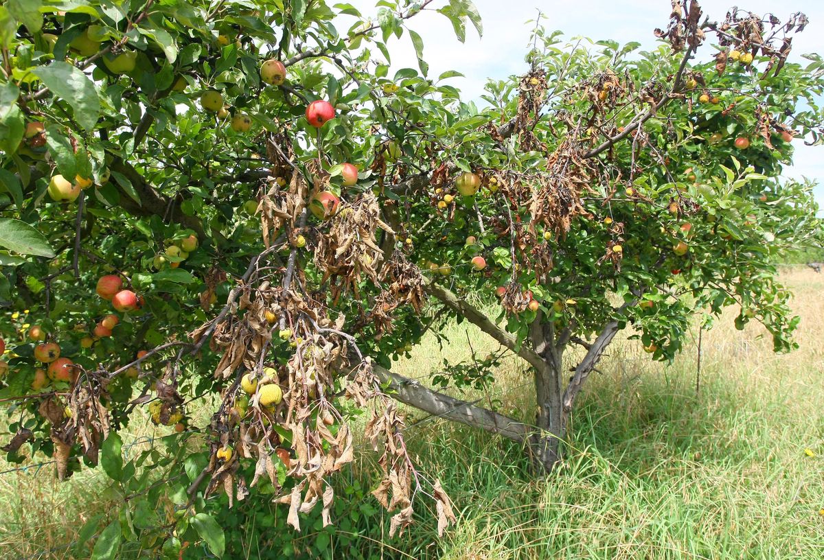 Árboles frutales afectados por el fuego bacteriano, en Columbrianos.
