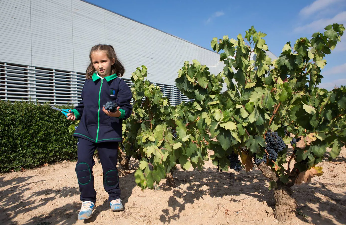 Niños de infantil han acudido a esta actividad en la bodega de Laguardia