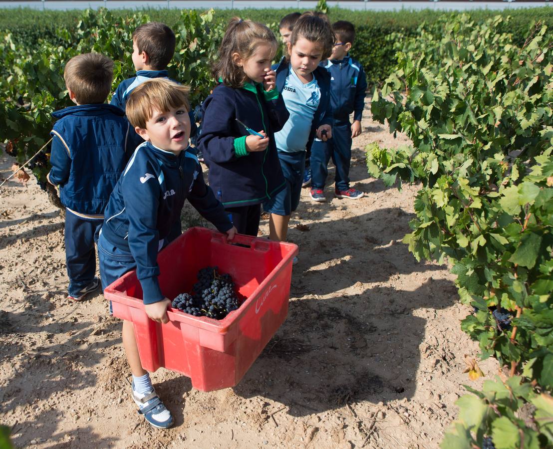 Niños de infantil han acudido a esta actividad en la bodega de Laguardia