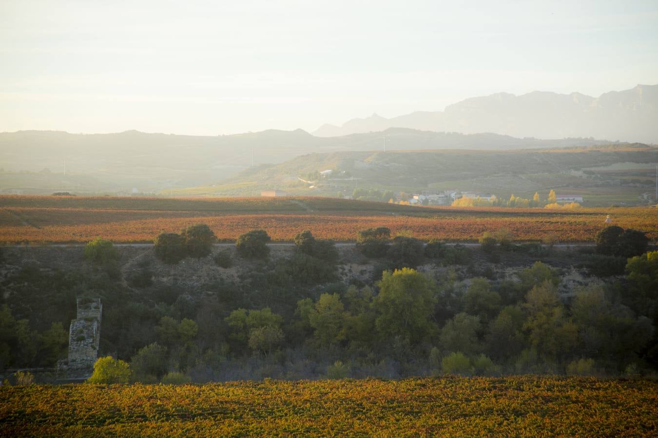 Las viñas riojanas, en otoño