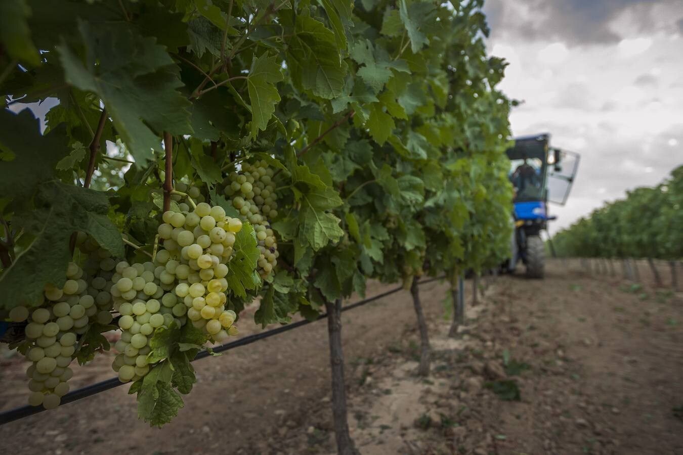 El Consejo cree que la cosecha «cumplirá expectativas» de producción y empieza a exigir descargas en las viñas más productivas | La Rioja Alta fue la zona más castigada por la helada en el 2017 y ha sido la más afectada por el mildiu este año