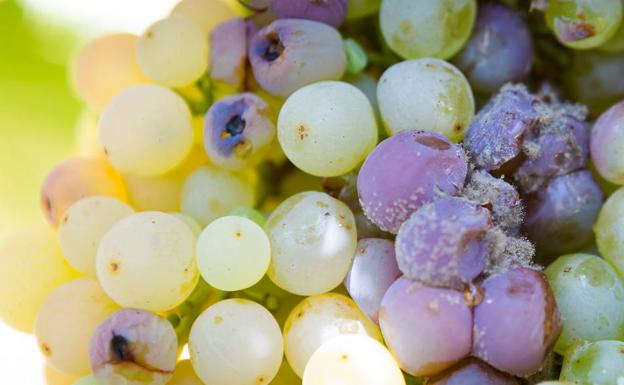 ¿Qué es la botrytis?