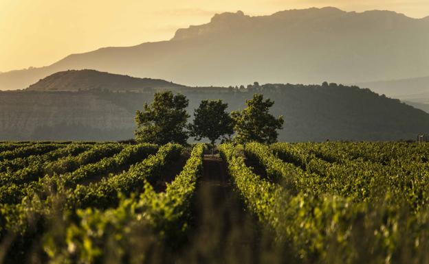 600 bodegas y casi 15.000 viticultores integran la Denominación de Origen Calificada Rioja. 