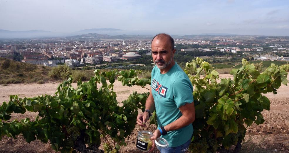 Jose Luis Martínez, mientras realiza la recolección de las bayas para su análisis en una viña del Monte Cantabria. 