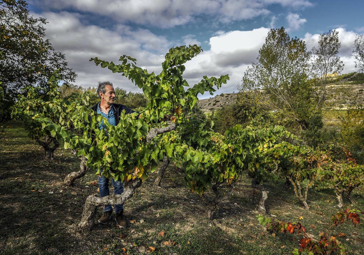 Lo mejor del vino de Rioja