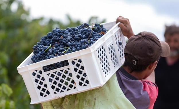 Precio de la uva en La Rioja: Agricultura logra elevar a 53 céntimos la ayuda por kilo para la vendimia en verde