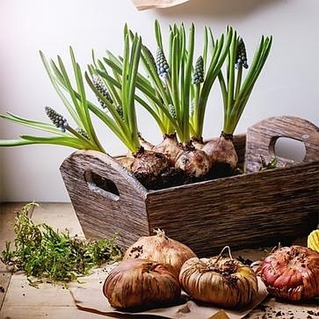 Recogida de los productos de una huerta.