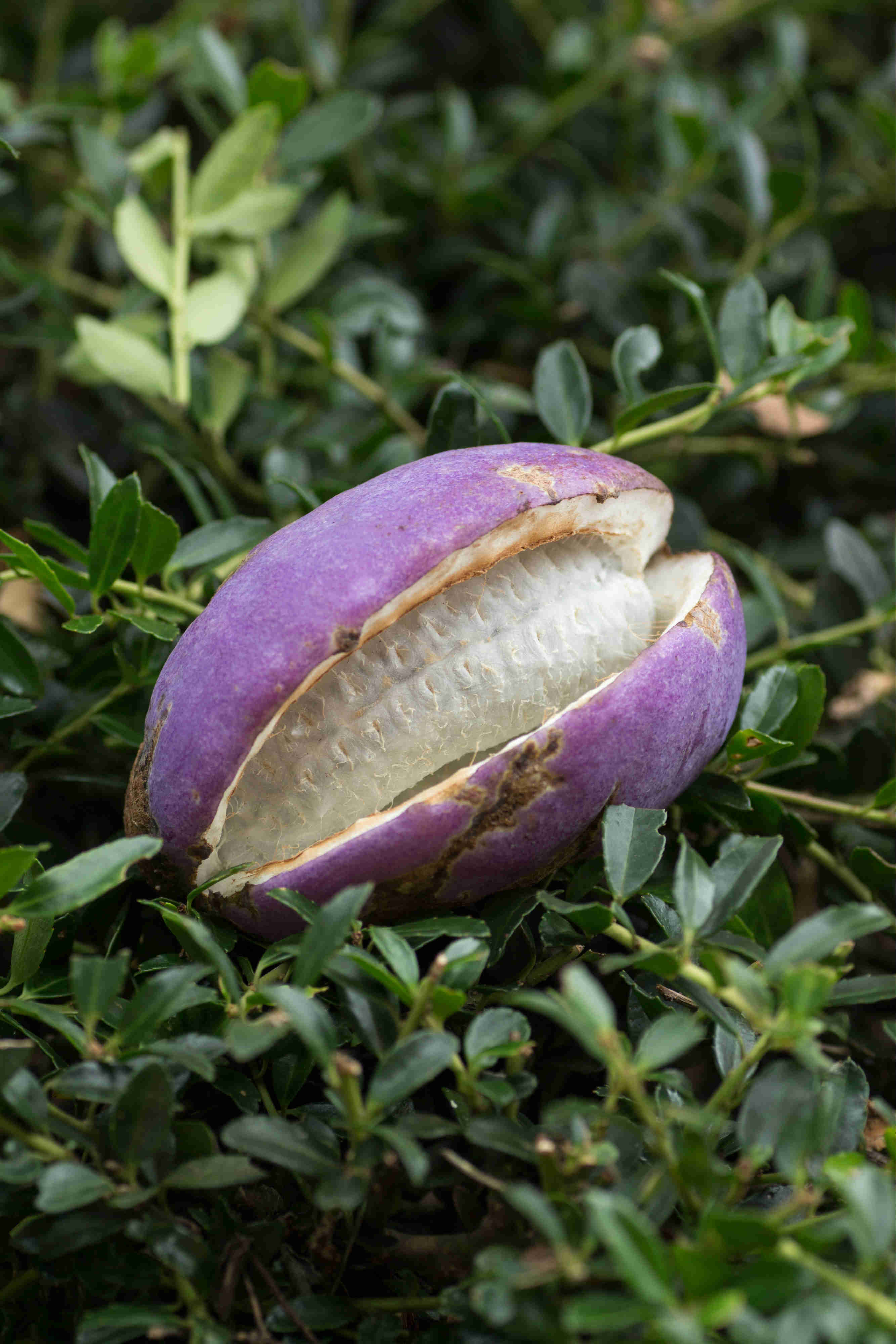 Es una fruta originaria de Japón, China y Corea y se la conoce popularmente como "chocolate vine"