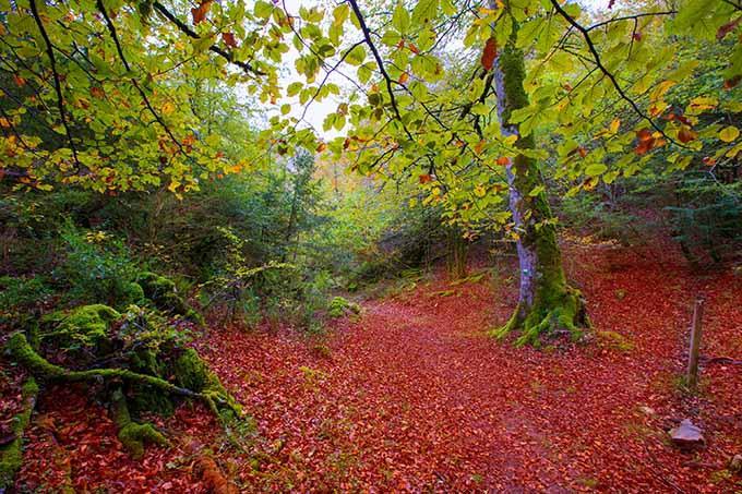 Pinta el suelo de rojo sangre y el cielo de mil tonos de verde y ocre y tienes la Selva de Irati. El segundo hayedo y bosque de abedules más grande y mejor conservado de Europa.