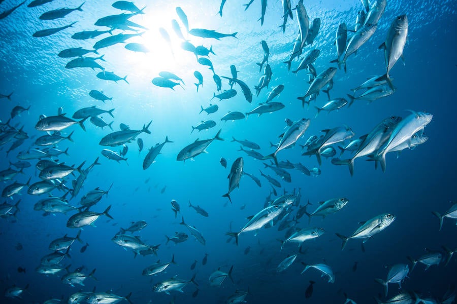 Los pescados son una fuente rica de fósforo. Este mineral ayuda a fortalecer el cerebro, especialmente, mejorando la memoria. Además, el pescado azul es aún más saludable por su alto contenido de omega 3, ya que ayuda a proteger el corazón y el cerebro.