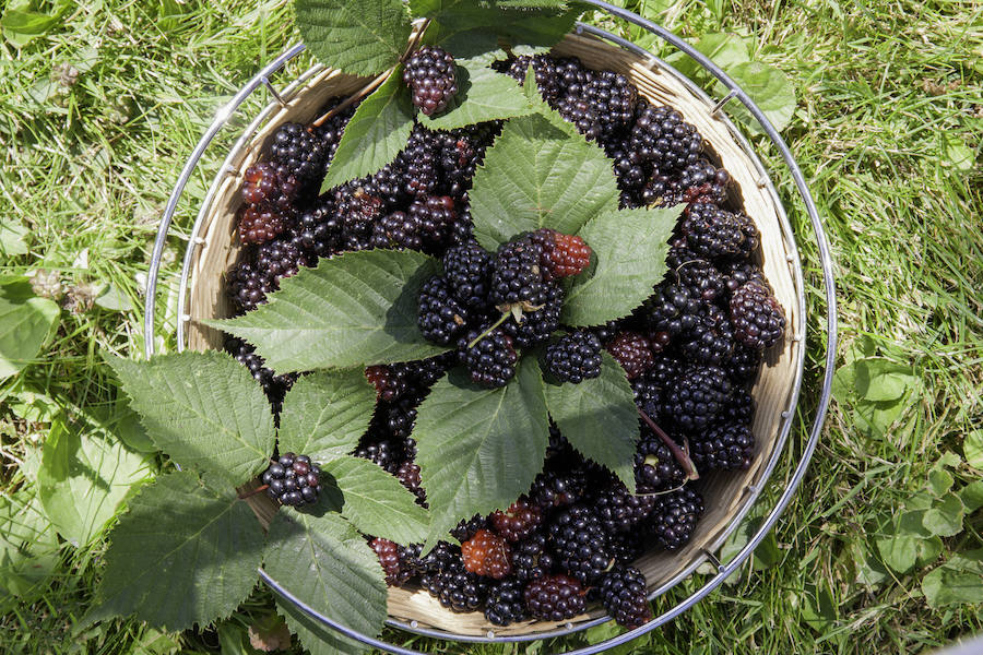 La mora negra es una de las frutas más antioxidantes que se conocen con una probada acción antirradicales libres. Varios estudios han probado su acción preventiva en algunos tipos de cáncer. Tiene un alto contenido en taninos. Mientras más oscura, mejor. Los colores intensos son una señal de que la fruta es un poderoso antioxidante.