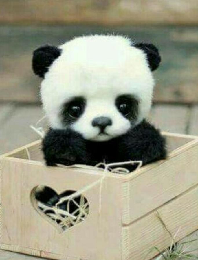 Si nos regalan una cajita con un osito dentro, no vamos a decir que no...