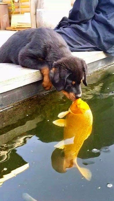 Si te dicen que el amor entre un mamíforo y un ovíparo no es posible, que se lo digan a estos dos. ¡Son adorables!