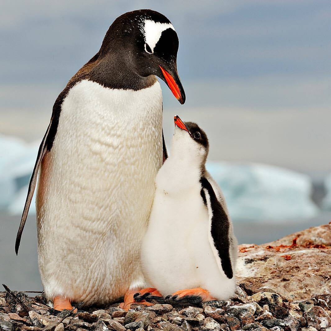 Un pingüino junto a su progenitor. ¡Esa mirada lo dice todo!