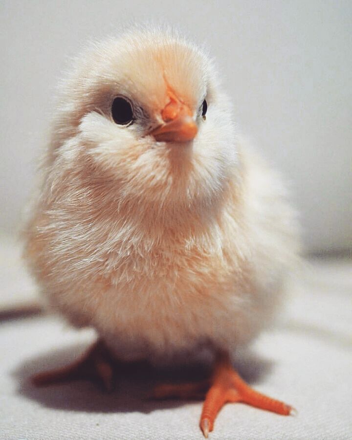 Mira qué bonito este pollito. ¡Nos encanta!