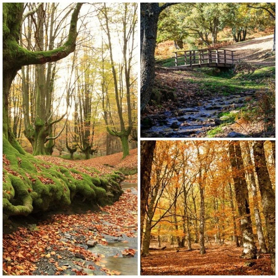 Si eres de las que prefiere disfrutar de los colores de la naturaleza, las posibilidades son casi infinitas, pues podemos escapar de las fauces de la gran urbe y desconectar del mundo en los bosques de la Comunidad de Madrid, como el Hayedo de Montejo, el de Pedrosa, o el Castañar del Tiemblo; en Cataluña, al este, soñamos con perdernos por los bosques del Parque Nacional de Montseny; y si preferimos poner rumbo al norte, nada mejor que recorrer las orillas del Sil y disfrutar de los paisajes mágicos de la Ribeira Sacra. En cuanlquiera de estas tres propuestas encontraremos paisajes que parecerán cuadros impresionistas, con sus árboles pintados de ocre, rojo y verde.
