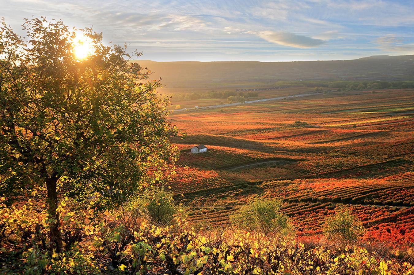 Época de vendimia, nuestro país nos permite disfrutar de días de vino (y rosas) en algunas de las bodegas con los mejores caldos con denominación de origen. Conocer la tradición de la recogida de la uva y el proceso de elaboración del vino, pero también descubrir bodegas que son obras de arte en sí mismas, alojarte en sus hoteles boutique y, por supuesto, brindar por un otoño mágico se antoja como un plan de fin de semana perfecto.